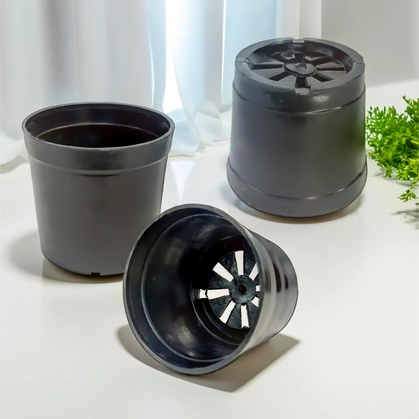 Jade Plant With Black Nursery Pot