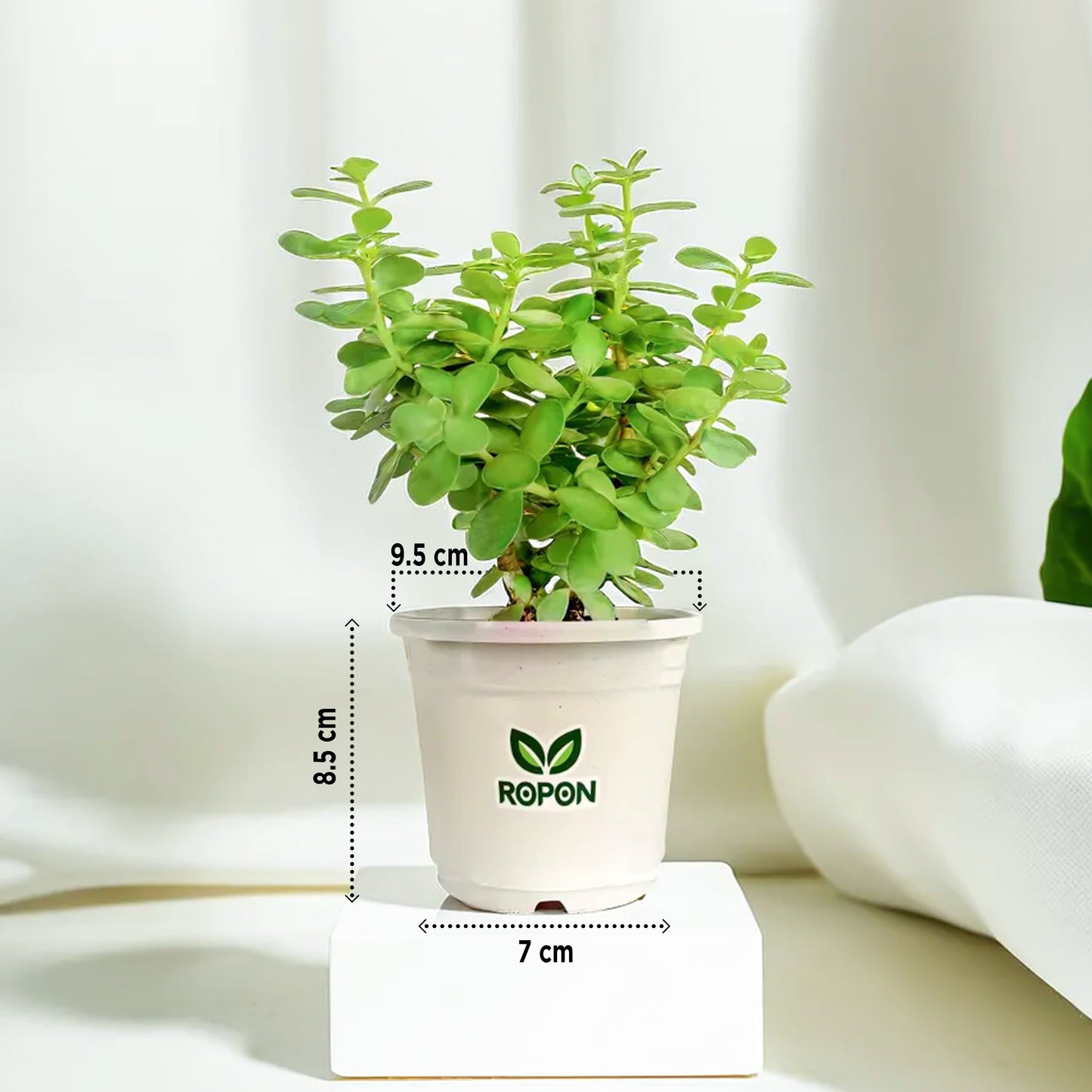 Jade Plant with White Nursery Pot