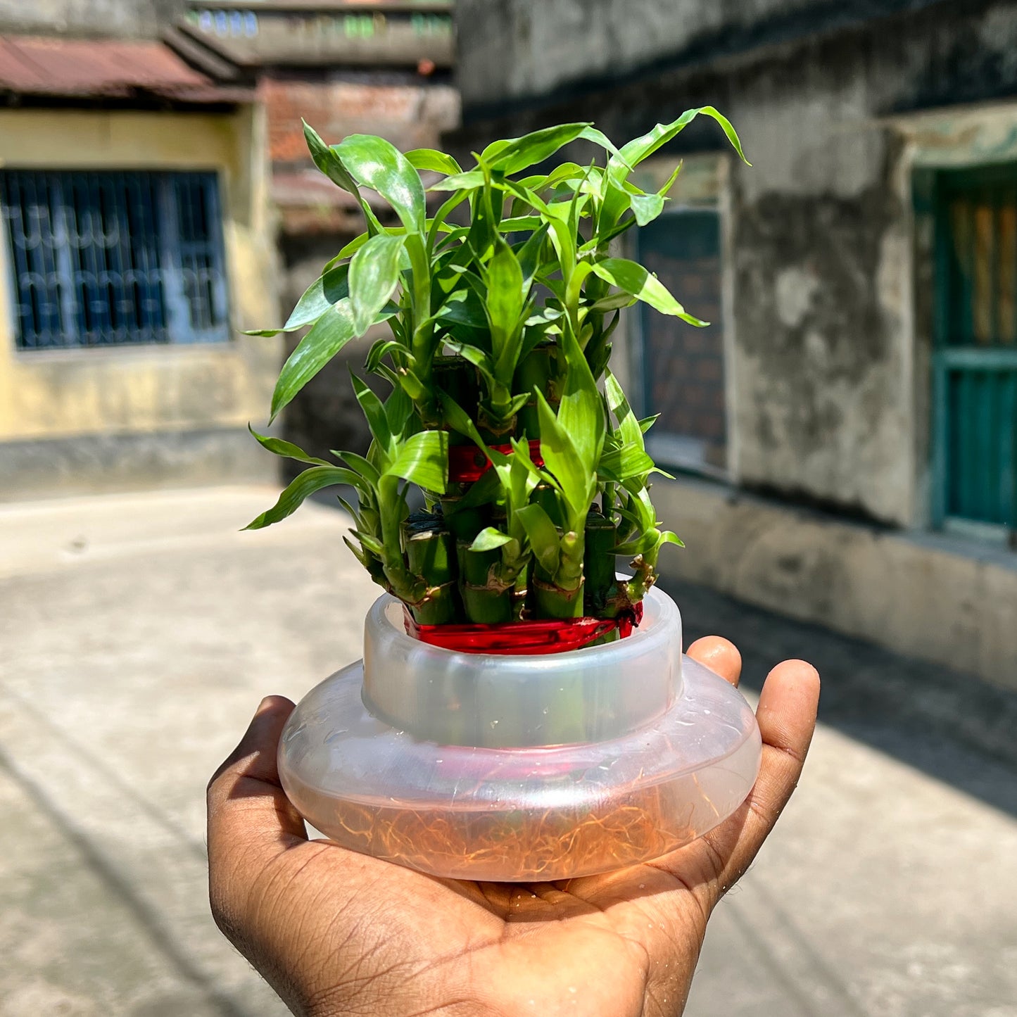 2 Layer Lucky Bamboo Plant in Transparent Hydroponic Pot – Feng Shui Plant for Home & Office