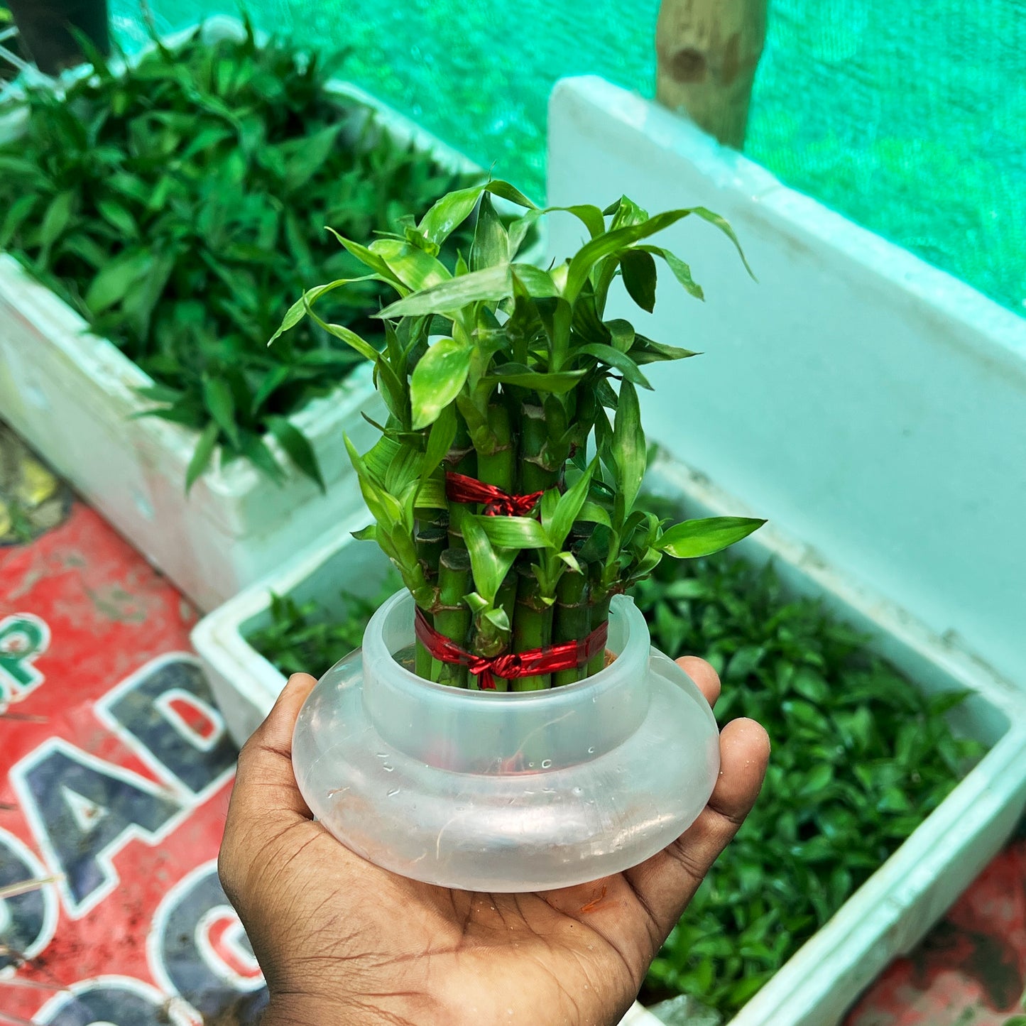 2 Layer Lucky Bamboo Plant in Transparent Hydroponic Pot – Feng Shui Plant for Home & Office