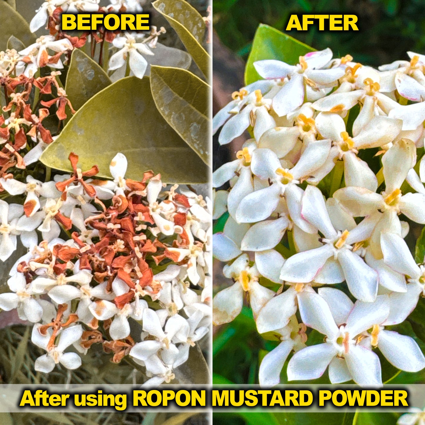 Mustard Cake Powder for Plants And Soil - 1 Kg