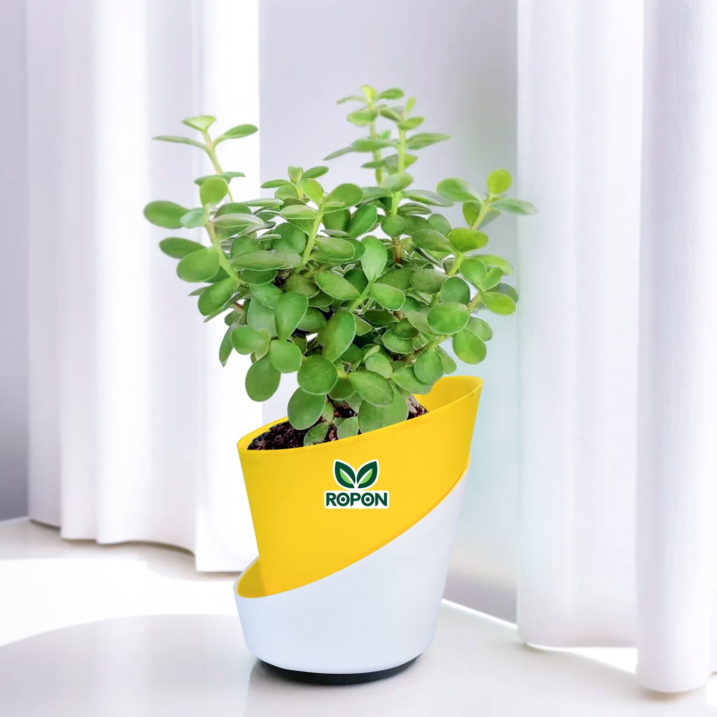 Jade Plant With Atlantis Pot