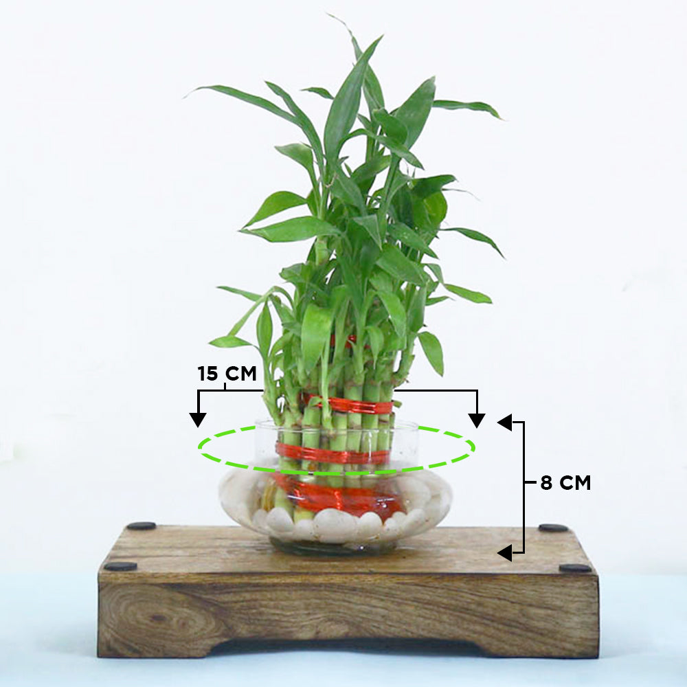 Lucky Bamboo Plant 3 Layer Plastic Transparent 6-inch
