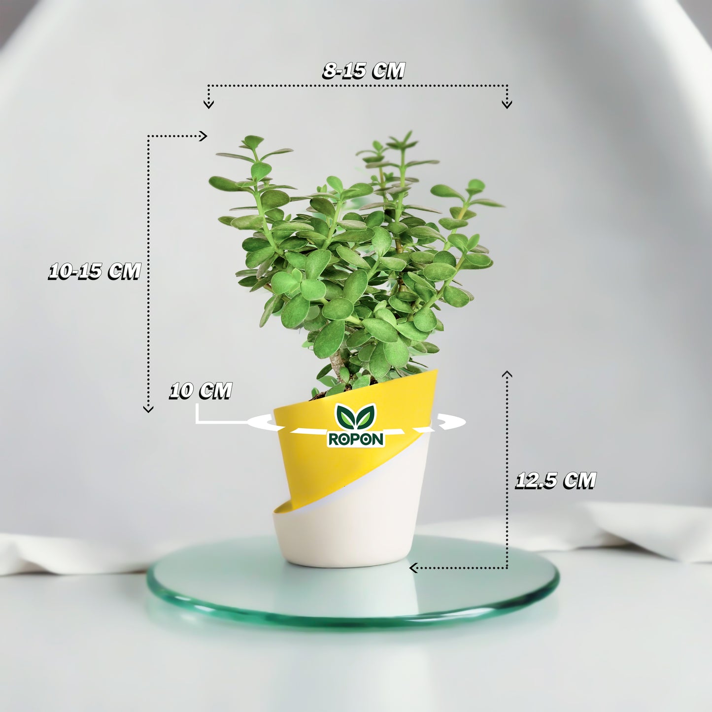 Jade Plant With Atlantis Pot