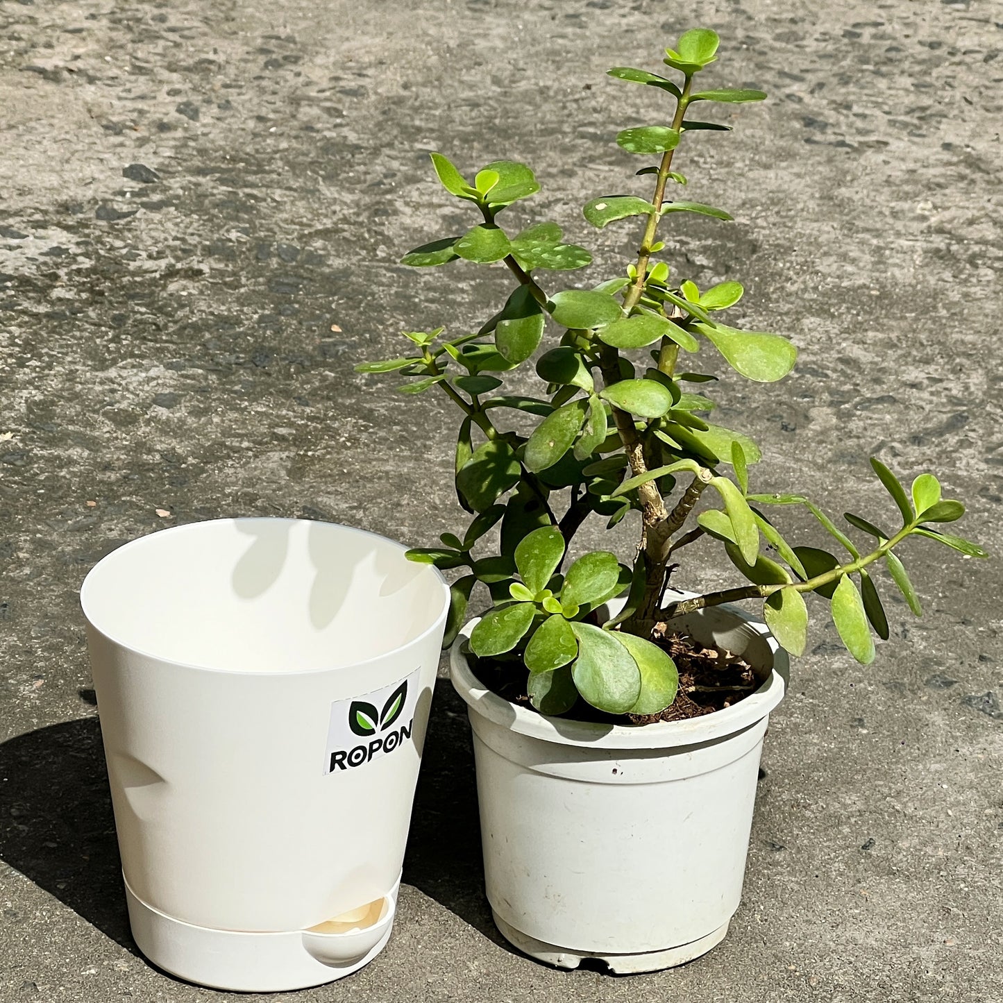 Lucky Jade Plant in Elegant White Self-Watering Pot – Low Maintenance Indoor Beauty