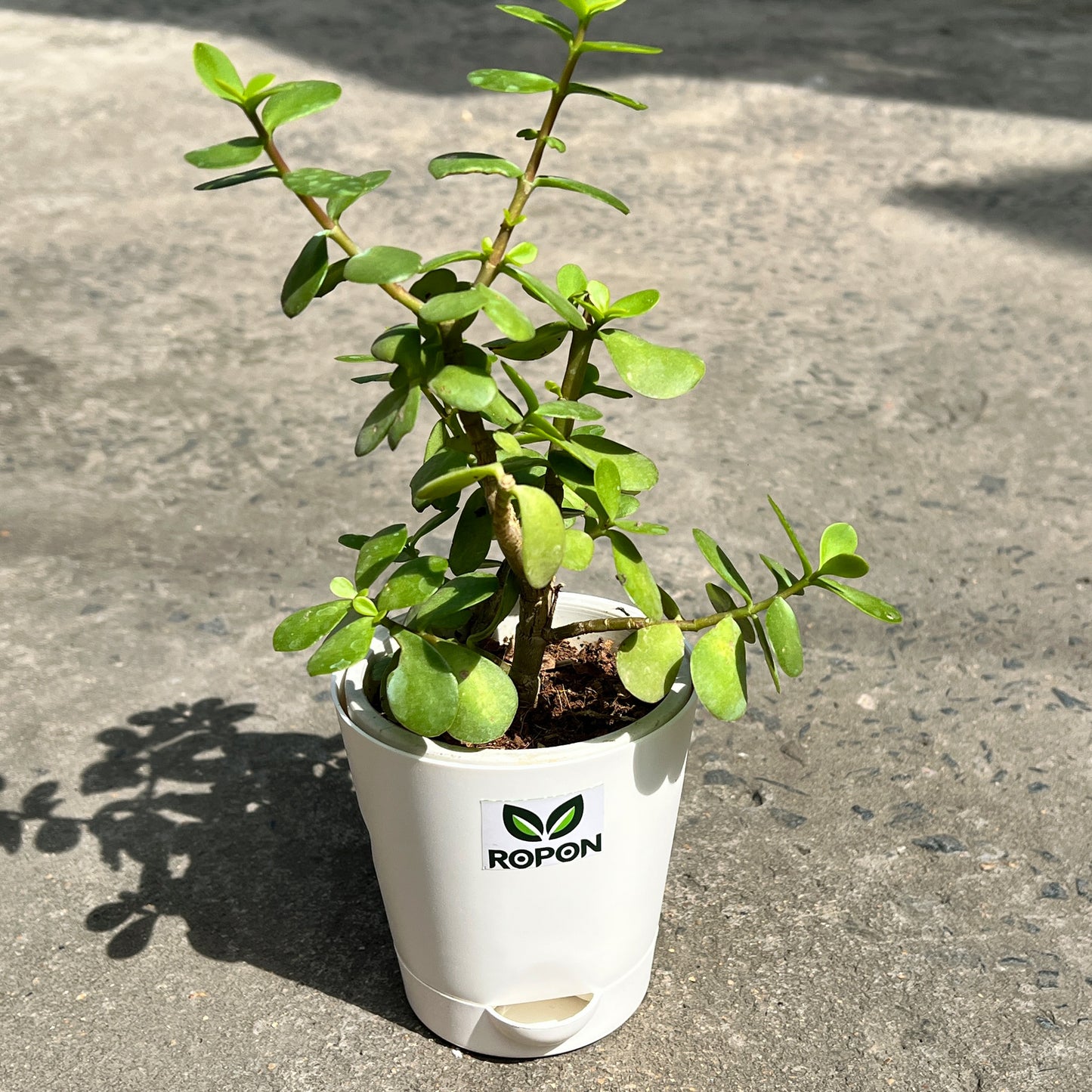 Lucky Jade Plant in Elegant White Self-Watering Pot – Low Maintenance Indoor Beauty