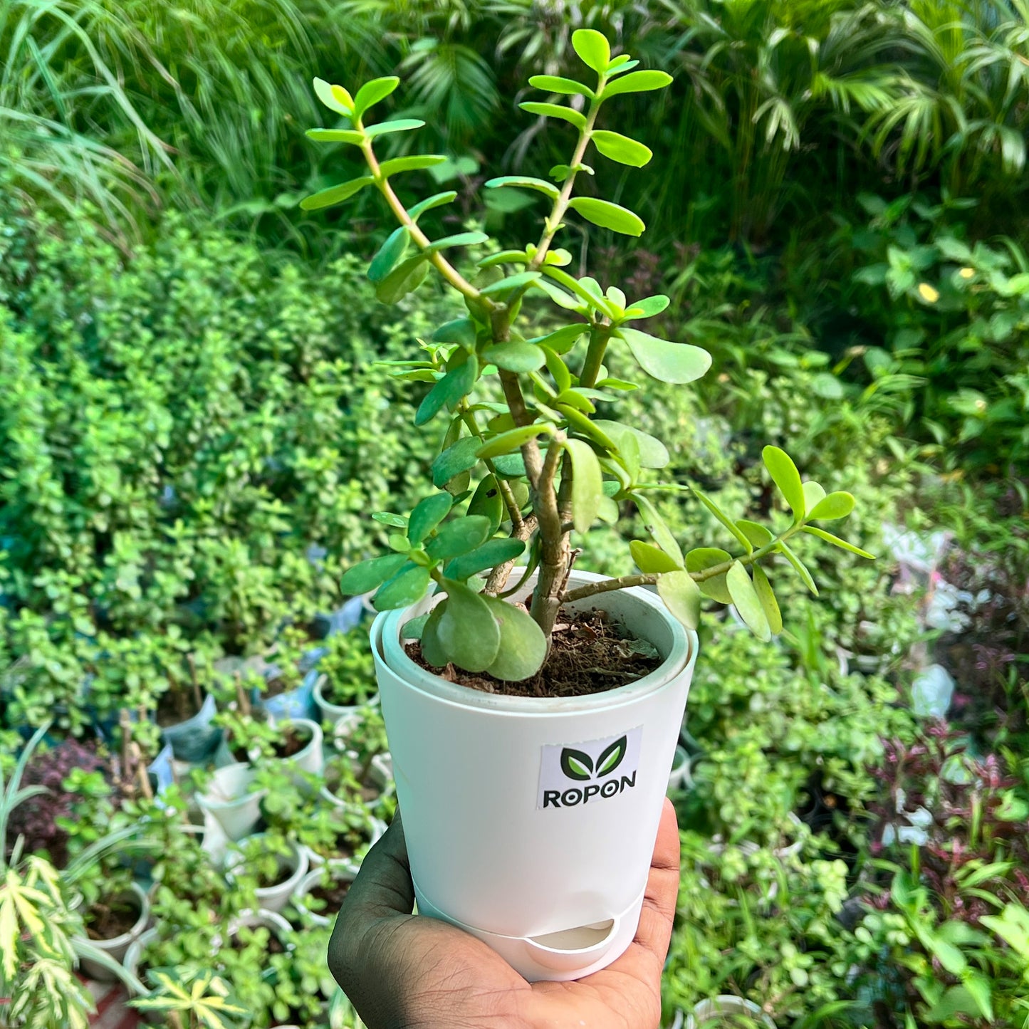 Lucky Jade Plant in Elegant White Self-Watering Pot – Low Maintenance Indoor Beauty