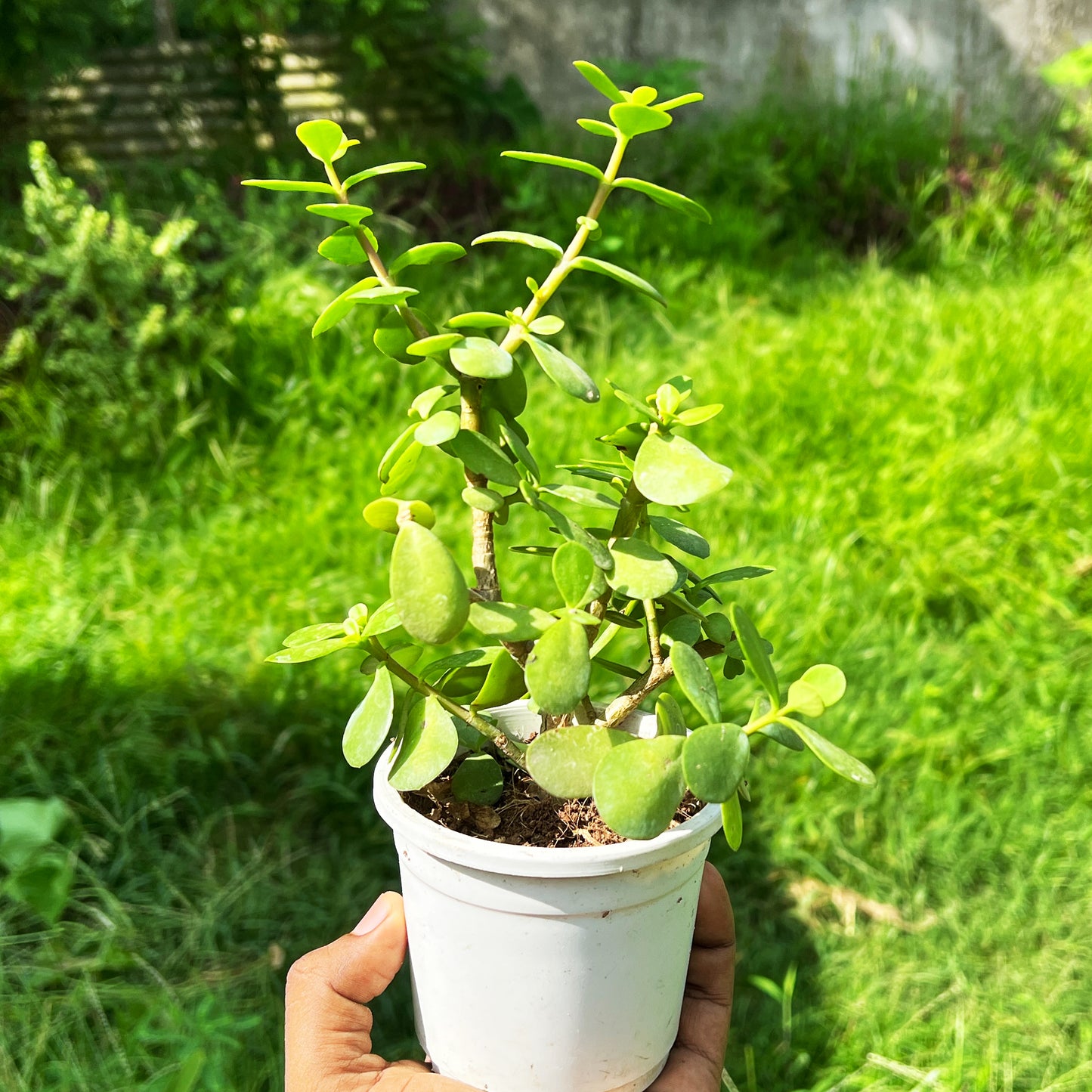 Lucky Jade Plant in Elegant White Self-Watering Pot – Low Maintenance Indoor Beauty