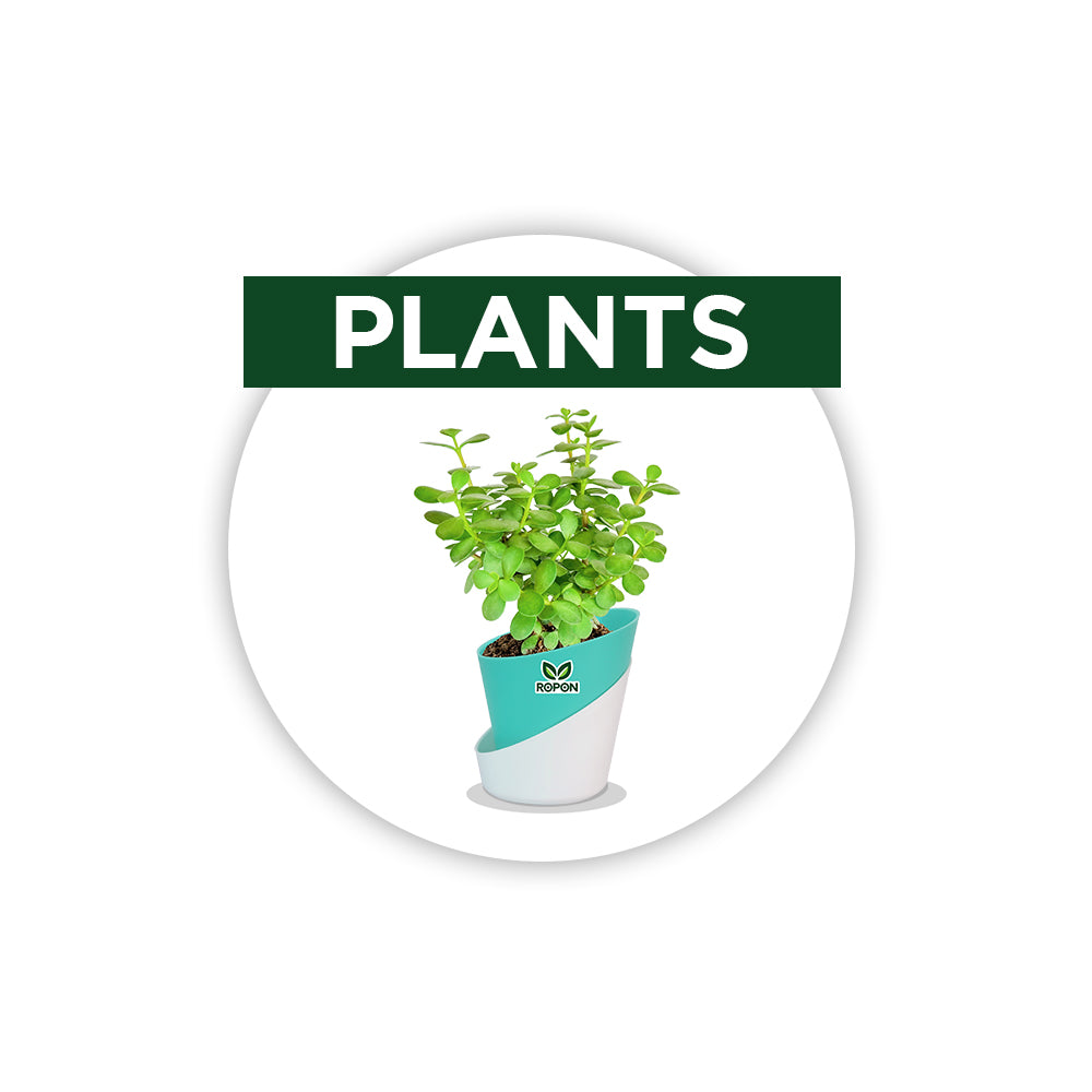 Plants