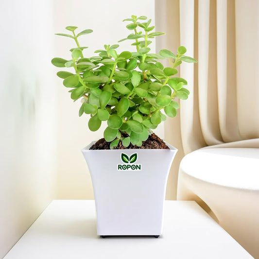 Jade Plant with Uber Pot