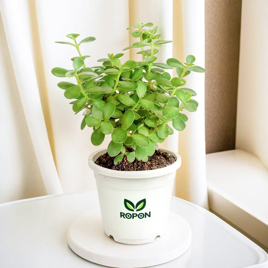 Jade Plant with White Nursery Pot