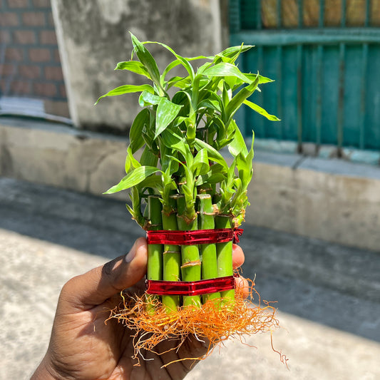 2 Layer Lucky Bamboo Plant in Transparent Hydroponic Pot – Feng Shui Plant for Home & Office