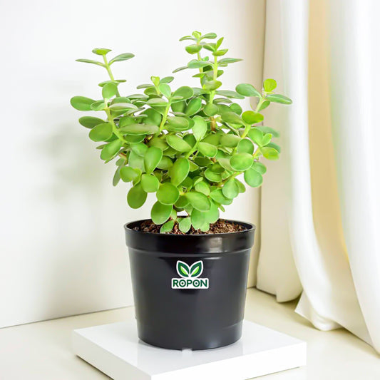 Jade Plant With Black Nursery Pot