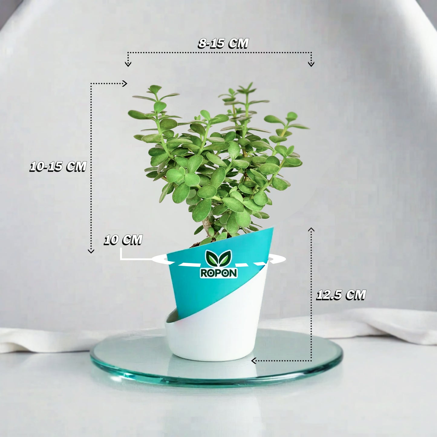 Jade Plant With Atlantis Pot