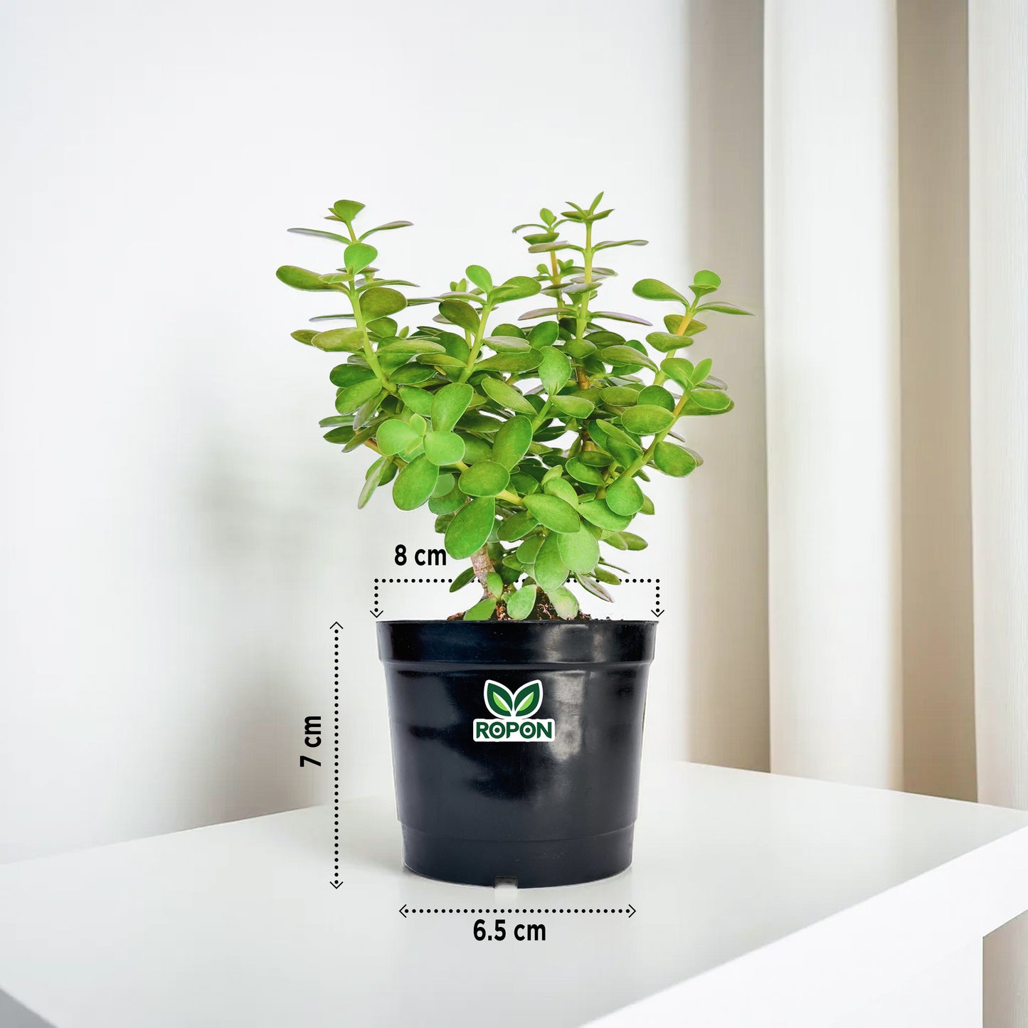 Jade Plant With Black Nursery Pot