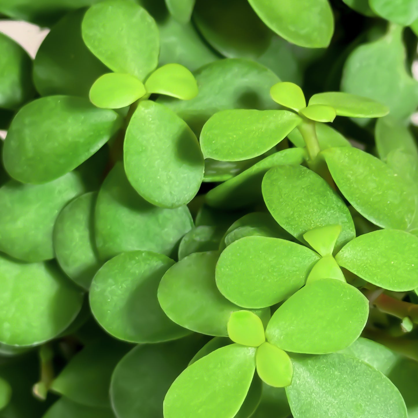 Jade Plant with Uber Pot