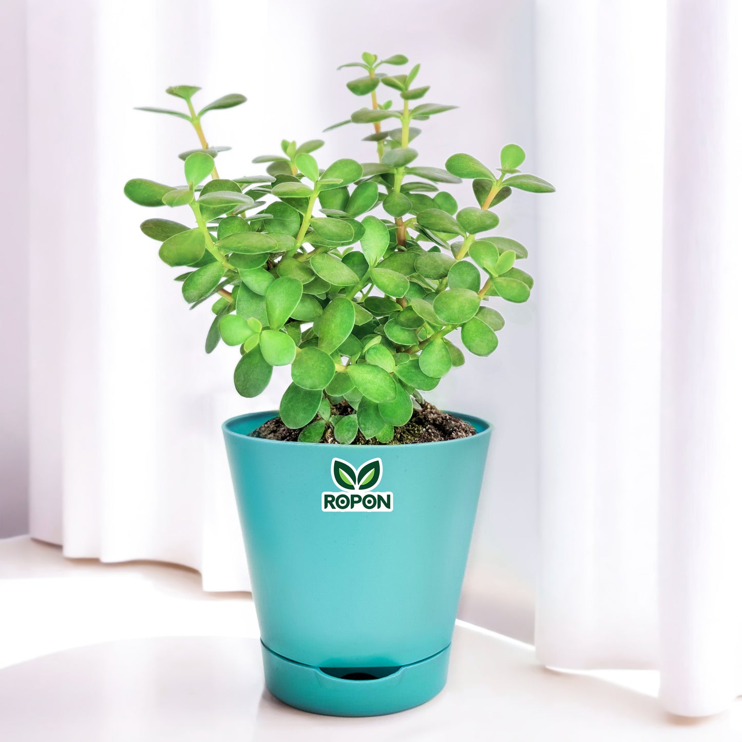 Jade Plant With Self Watering Pot