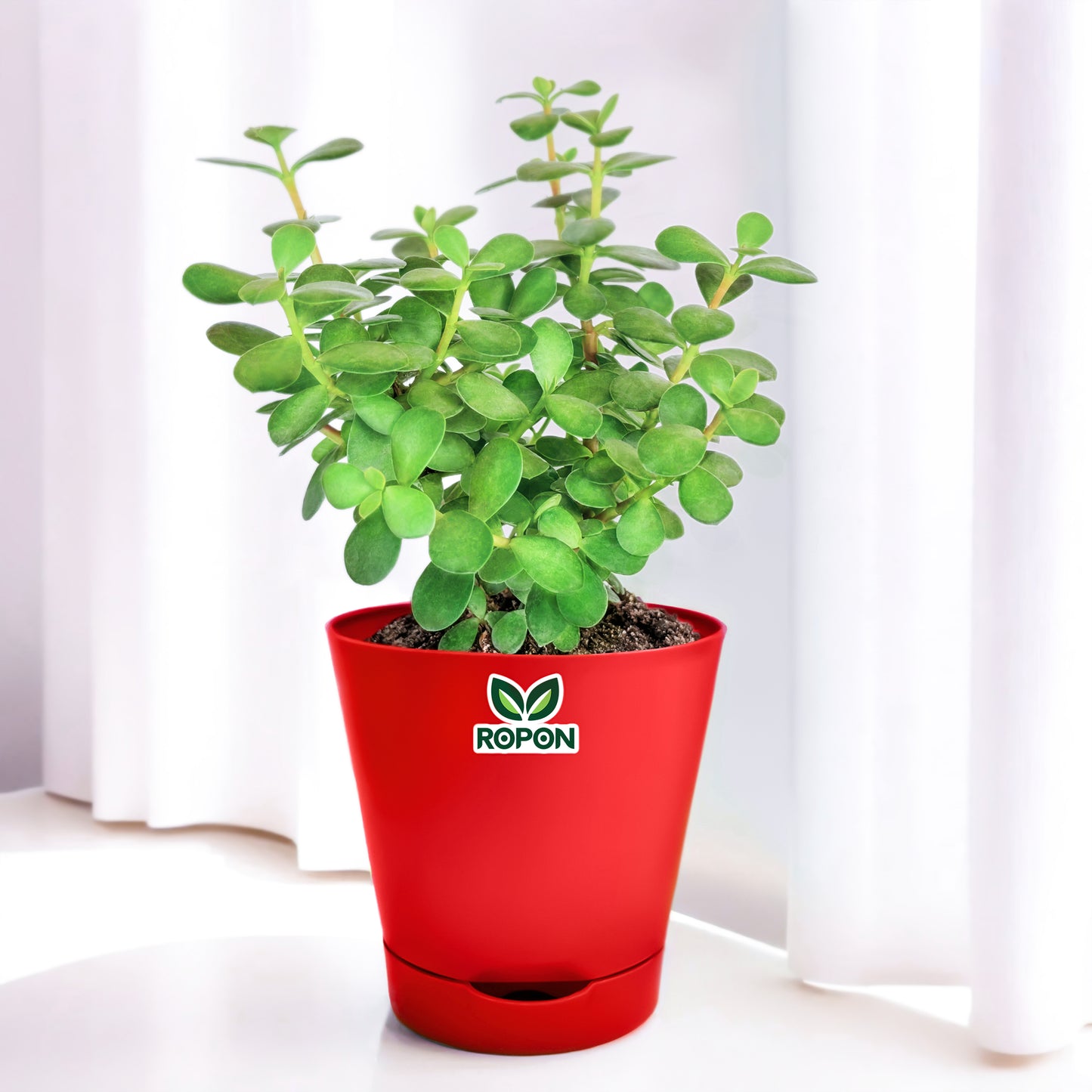 Jade Plant With Self Watering Pot