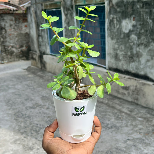 Lucky Jade Plant in Elegant White Self-Watering Pot – Low Maintenance Indoor Beauty